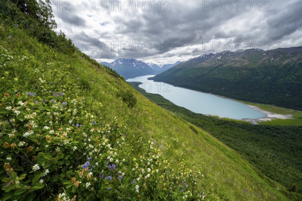 Flower meadow, view of blue lake and mountains on Twin Peaks Trail, Eklutna Lake, Chugach
