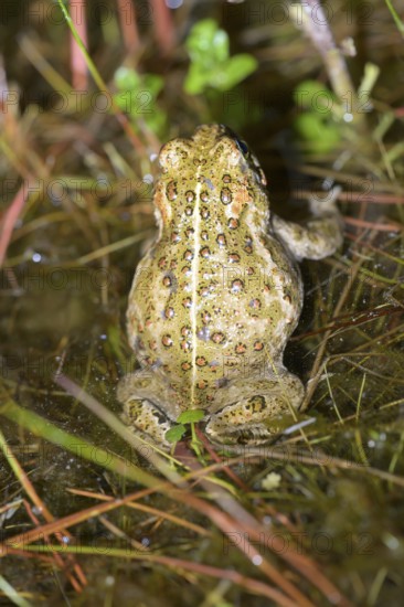 Rear view of a natterjack toad (Bufo calamita) in the grass, sitting well camouflaged in the damp