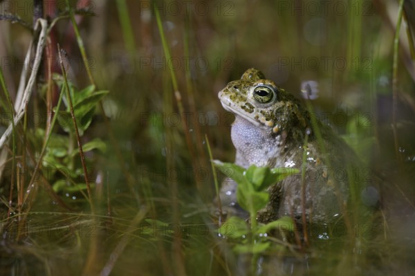 A natterjack toad (Bufo calamita) sits quietly in the water, surrounded by various plants, Dümmer