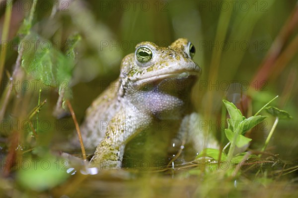 A natterjack toad (Bufo calamita) sits in the water surrounded by plants, creating a calming