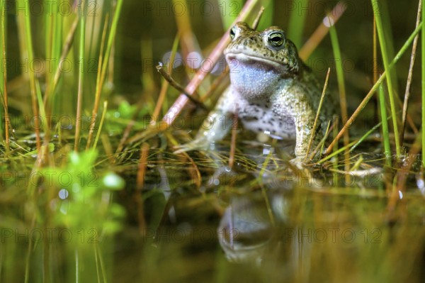A natterjack toad (Bufo calamita) sits in the water in its spawning pool, surrounded by bulrushes