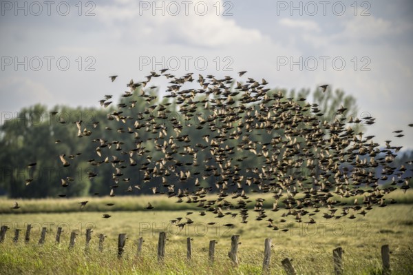 A large flock of starlings (Sturnus vulgaris) flies over a field in front of a cloudy landscape,