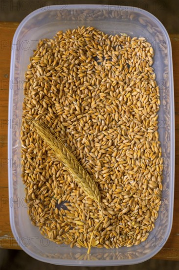 Plastic container with tritical grains and an ear of corn, event for schoolchildren of the