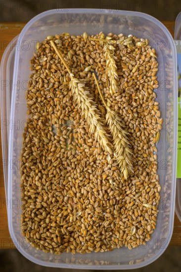 Plastic container with wheat grains (Triticum spec.) and two ears of wheat, event for