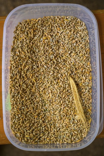 Plastic container with rye grains (Secale cereale) and an ear of corn, event for schoolchildren