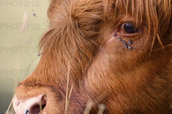 Profile shot of a cattle with flies, warm coat in natural environment, cattle (Bos taurus) in a