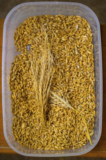 Plastic container filled with yellow barley (Hordeum vulgare), close-up, event for schoolchildren