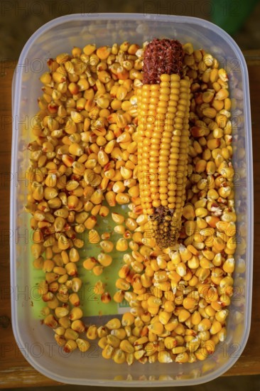Container with maize cobs (Zae mays) and scattered maize kernels, event for schoolchildren
