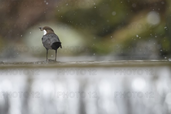 A dipper (Cinclus cinclus) stands in profile on a branch in the water while it is snowing in a