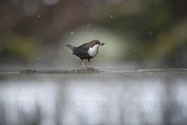 A lone dipper (Cinclus cinclus) stands on a branch in the water in a wintry environment while it is
