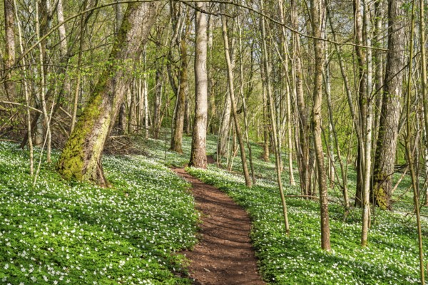 Nature trail in a lush forest with budding leaves on the trees and flowering Wood anemone (Anemone