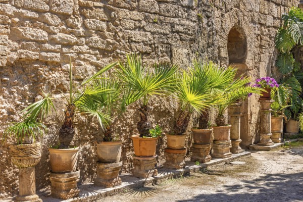 Green plants in terracotta pots in the sunshine by a wall in Arab baths garden from old Moorish