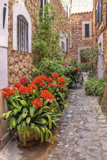 Garden flowers in pots in a idyllic narrow alley by residential stone houses in a village,