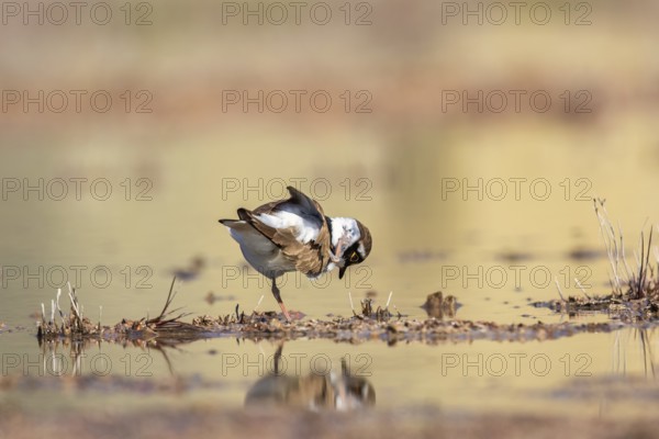 Little ringed plover (Thinornis dubius) standing on one leg and preening himself with reflections