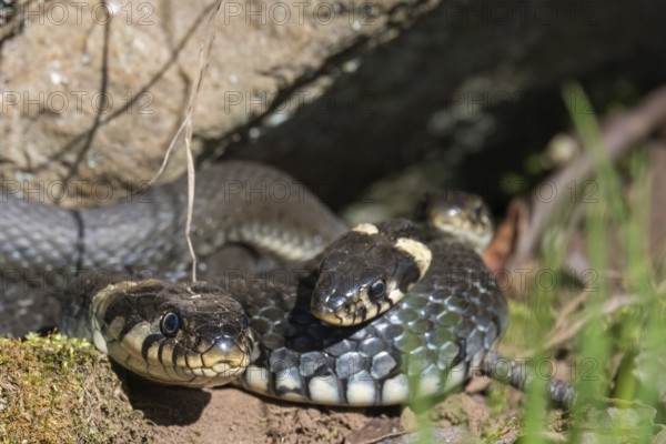 Grass snakes (Natrix natrix) basking in the spring sun under a rock