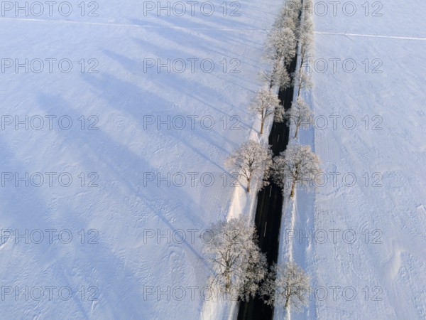 Snowy avenue with trees and road, shade falling over white fields, aerial view, winter, hoarfrost,