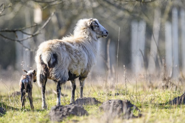 A sheep (Ovis gmelini aries) with a lamb on a green pasture, peaceful spring atmosphere, photo