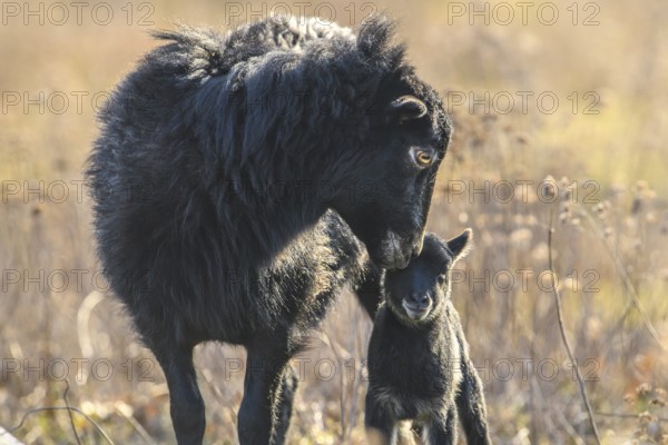 A black sheep (Ovis gmelini aries) with a curious lamb, intimate and tender scene on a natural