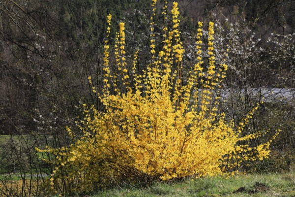 Forsythia, Forsythia × intermedia zabel, also garden forsythia, golden lilac or golden bell,