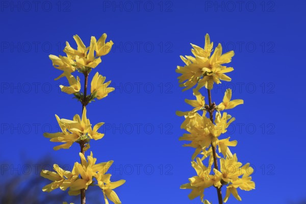 Forsythia, forsythia × intermedia zabel, also garden forsythia, golden lilac or golden bell,