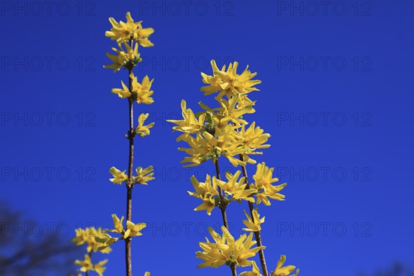 Forsythia, Forsythia × intermedia zabel, also garden forsythia, golden lilac or golden bell,