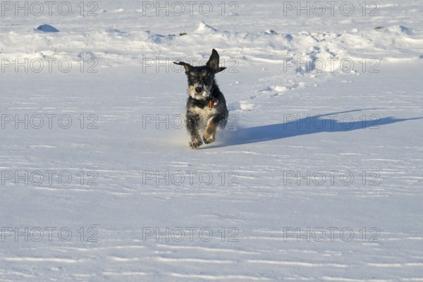 A dog happily runs through the snow on a sunny winter day, mixed breed dog, wire-haired dachshund