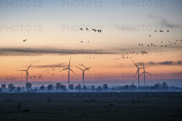 Wind turbines at dusk with flying birds and trees in the background, Hüde, Dümmer nature park Park,