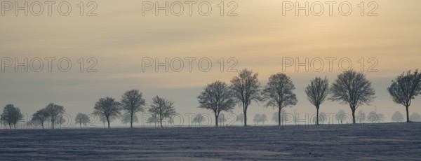 Row of trees in a snowy landscape illuminated by gentle sunset, winter, snow, Oelsburg, Ilsede