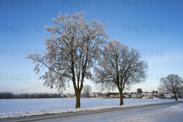 Two trees on the side of the road in a snowy landscape with houses in the background under blue