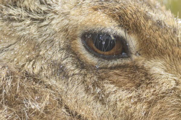 European brown hare (Lepus europaeus) adult animal close up of its head and eye in a rain shower,