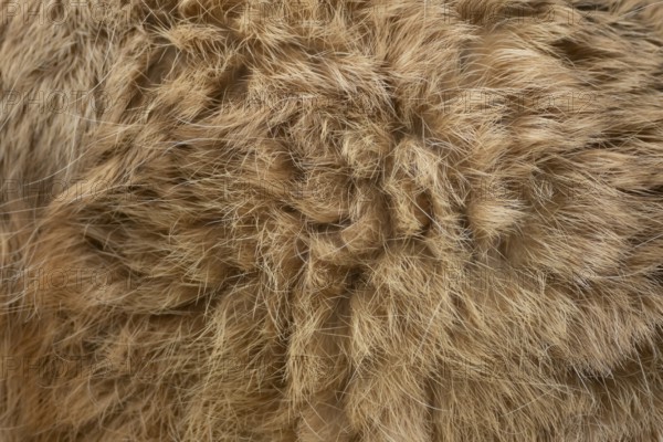 European brown hare (Lepus europaeus) adult animal close up of its body fur, England, United