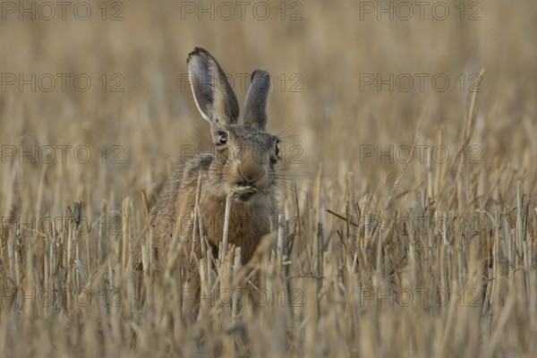 European brown hare (Lepus europaeus) adult animal eating a wheat plant sheath in a harvested