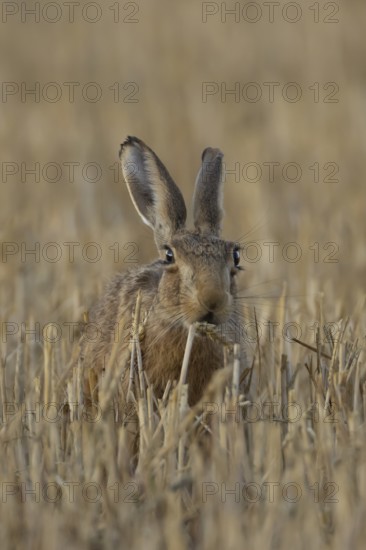 European brown hare (Lepus europaeus) adult animal eating a wheat plant sheath in a harvested
