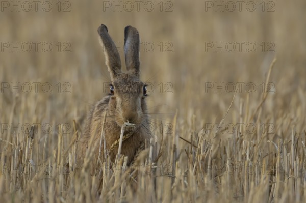 European brown hare (Lepus europaeus) adult animal feeding on a wheat plant sheath in a farm