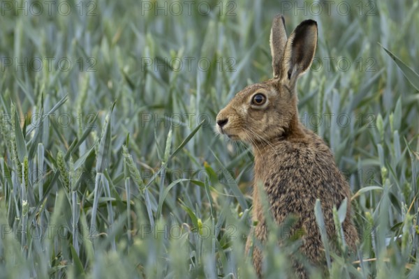 European brown hare (Lepus europaeus) adult animal in a field of wheat on a farm in summer,