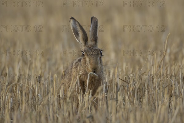 European brown hare (Lepus europaeus) adult animal feeding on a wheat plant sheath in a farm field