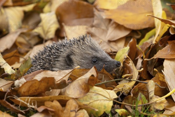 European hedgehog (Erinaceus europaeus) adult animal on a pile of fallen autumn leaves in a garden,