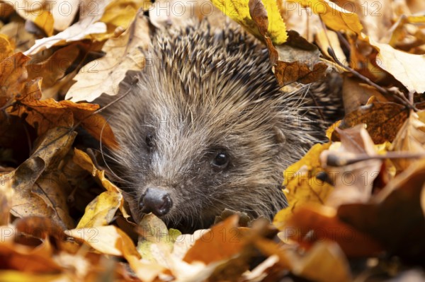 European hedgehog (Erinaceus europaeus) adult animal emerging from a pile of fallen autumn leaves