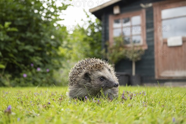 European hedgehog (Erinaceus europaeus) adult animal on a garden grass lawn with a shed in the