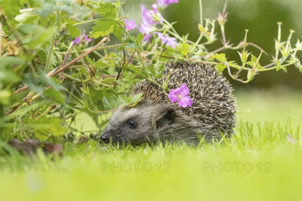 European hedgehog (Erinaceus europaeus) adult animal on a grass lawn under a pink flowering