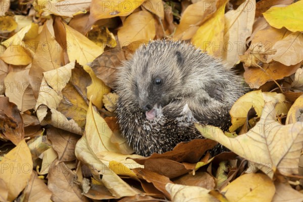 European hedgehog (Erinaceus europaeus) adult animal self anointing or salivating itself on fallen