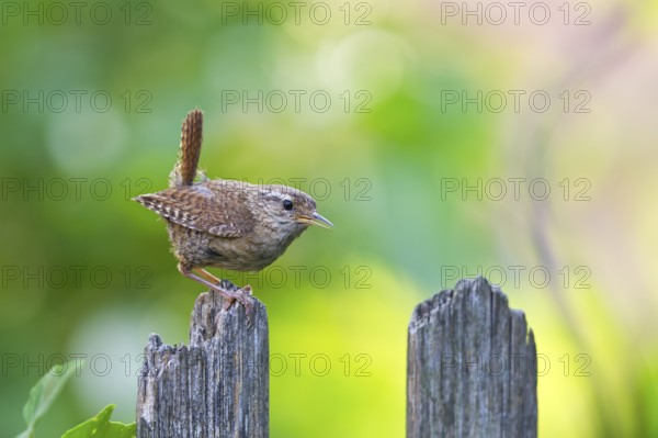 Wren (Troglodytes troglodytes), close-up, adult bird sitting on wooden garden fence in the sun