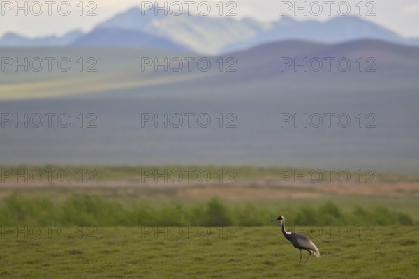 White-naped crane (Antigone vipio), adult bird running in Mongolian steppe across green meadow with