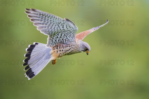 Kestrel (Falco tinnunculus), close-up, flight image of a male flying over a green meadow with wings