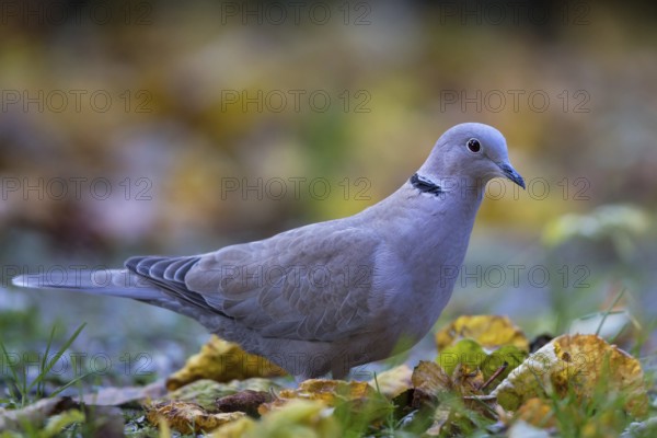Eurasian collared dove (Streptopelia decaocto), close-up, adult bird walking in the sun between