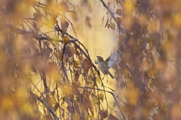 Goldcrest (Regulus regulus), adult bird flying in shaking flight with open wing between autumnal