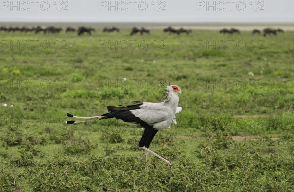 Secretary bird (Sagittarius serpentarius), adult bird walking through savannah in front of a herd