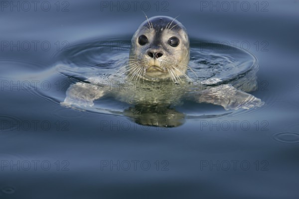 European harbour seal (Phoca vitulina), close-up and portrait, adult swims on the water surface and