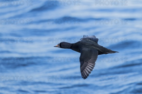 Common scoter (Melanitta nigra), close-up, male flying with open wing over water surface of the