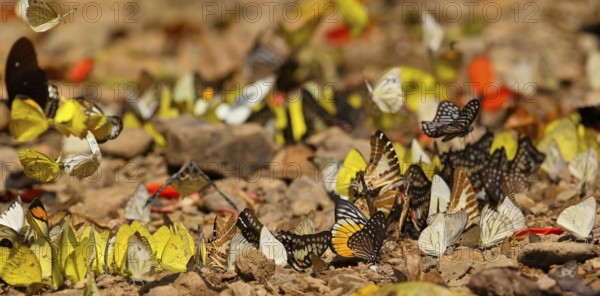 Tropical butterflies (Lepidoptera) of different species fly and feed in large groups on minerals on